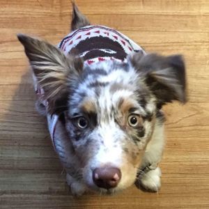 Meet your Posher, Cory